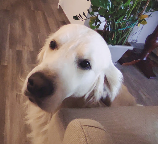 Pensioni per cani e dog hotel a Hippodog