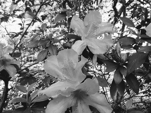 Bar «Caribbean Bay Nightclub», reviews and photos, 1004 Lake Howard Dr SW, Winter Haven, FL 33880, USA