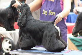 Just4Paws - Professional Dog Grooming Courses in the Midlands