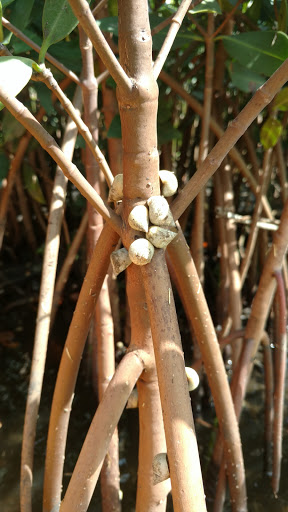 Nature Preserve «Mobbly Bayou Wilderness Preserve», reviews and photos, 423 Lafayette Blvd, Oldsmar, FL 34677, USA