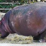 Photo n°4 de l'avis de Marco.a fait le 26/06/2020 à 16:53 sur le  Parco Zoo Falconara Srl à Falconara Marittima