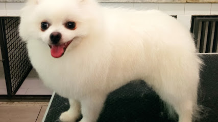 Dog'S Beauty Center