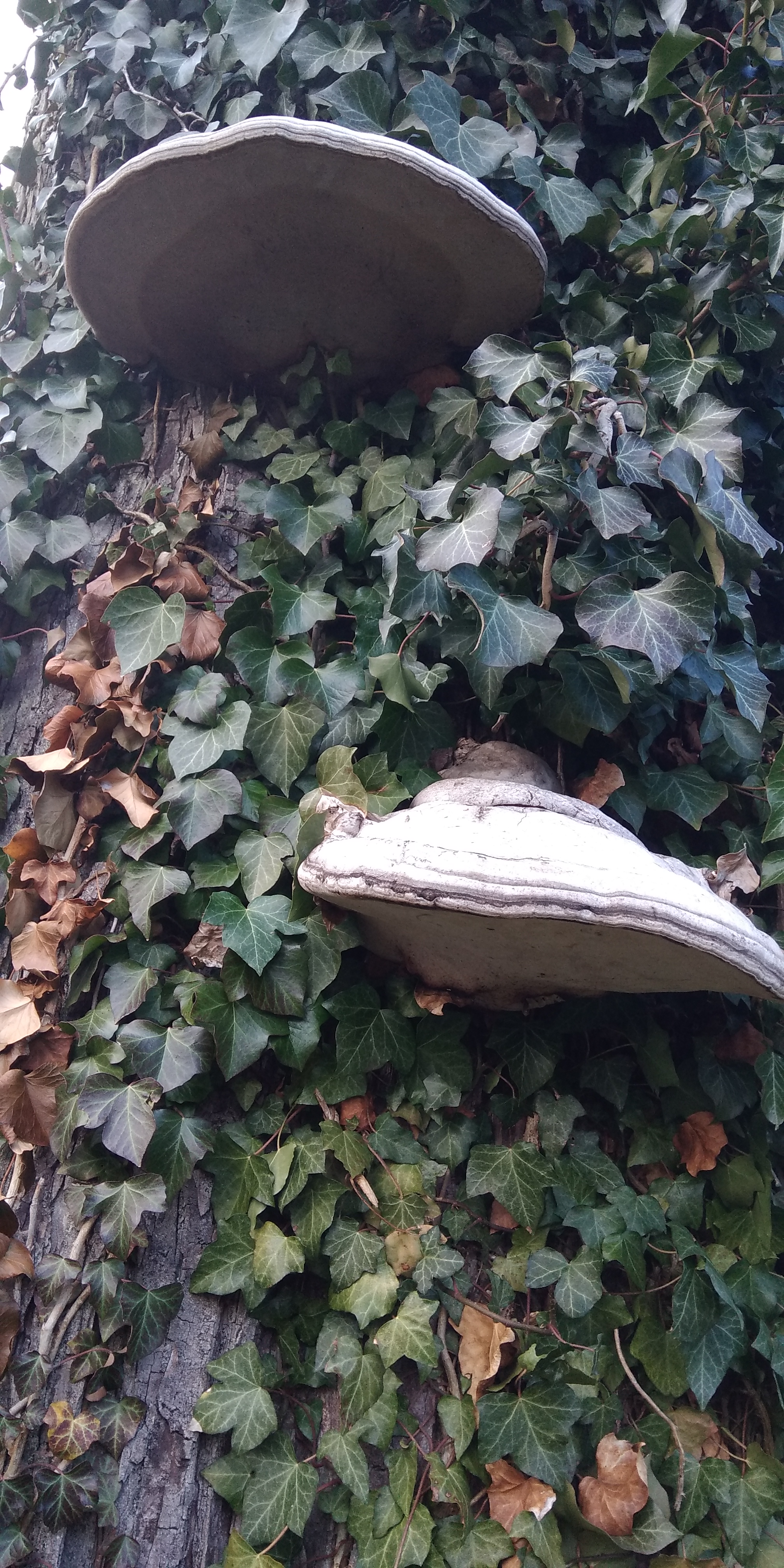 Photo n° 4 de l'avis de Jocelyne.a fait le 04/03/2020 à 16:24