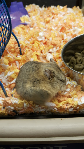 Pet Supply Store «PetSmart», reviews and photos, 19075 Interstate 45 S, Shenandoah, TX 77385, USA