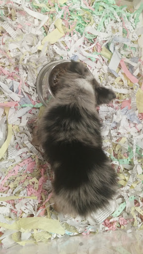 Pet Store «The Puppy Store», reviews and photos, 1163 Merrick Ave, Merrick, NY 11566, USA