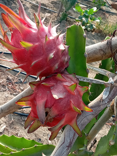 Pitahaya Trujillo