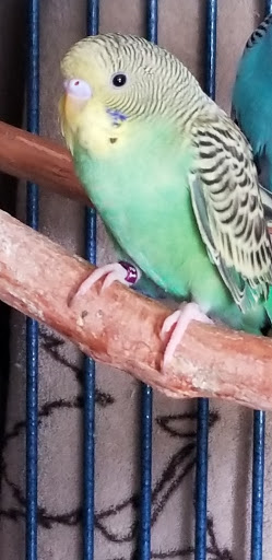 Pet Supply Store «PetSmart», reviews and photos, 310 N White Horse Pike, Lawnside, NJ 08045, USA