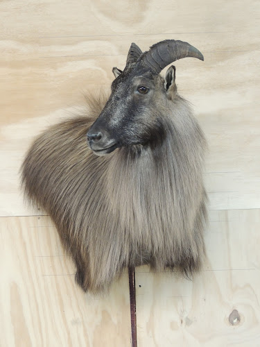 Coleman Country Taxidermy - Christchurch