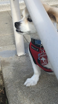 South San Francisco Dog Nanny - Photo 8 - Car repair in , Daly City