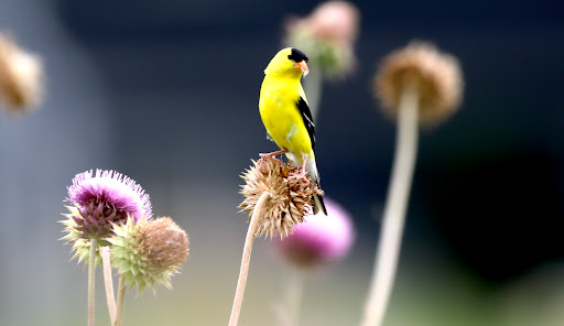 Bird Watching Area «Jelke Creek Bird Sanctuary», reviews and photos, Boncosky Rd, Dundee Township, IL 60118, USA