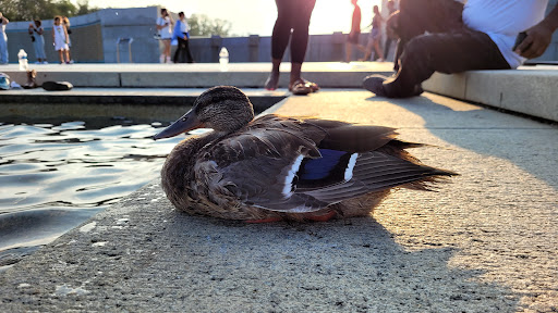 Explore tattoo ideas medium, creative tattoo ideas in Washington, available at Fattys Tattoos & Piercings Dupont Circle