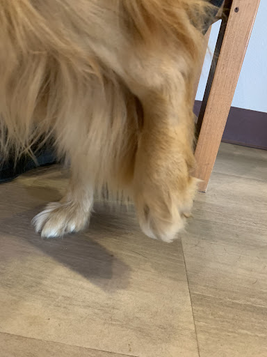 Dog Trainer «Suite Dog Daze», reviews and photos, 2090 Front St NE, Salem, OR 97301, USA