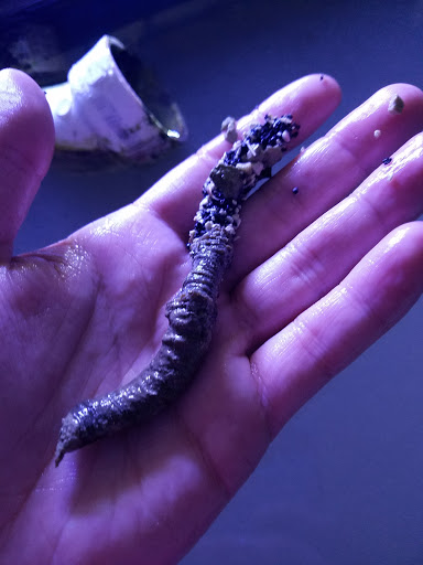 Pet Store «Pet Land», reviews and photos, 1450 Fort Campbell Blvd, Clarksville, TN 37042, USA