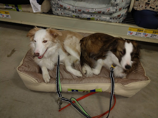 Pet Supply Store «PetSmart», reviews and photos, 1116 S Rochester Rd, Rochester Hills, MI 48307, USA