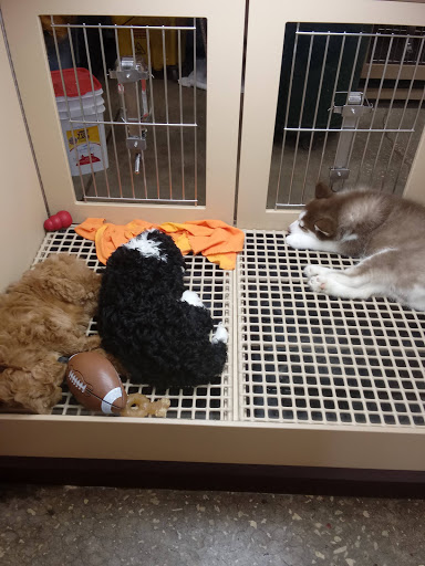 Pet Store «Petland», reviews and photos, 10289 Ulmerton Rd, Largo, FL 33771, USA