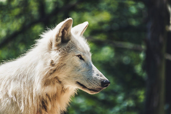 Hundetrainerausbildung - MasterClass Hundetraining