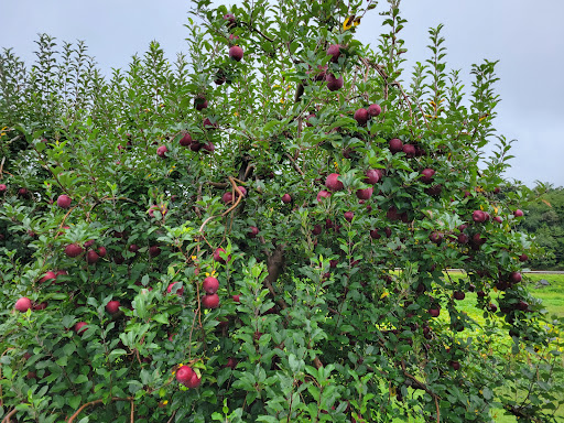 Produce Market «Barber Orchard Fruitstands Inc», reviews and photos, 2855 Old Balsam Rd, Waynesville, NC 28786, USA