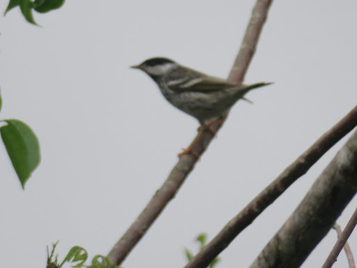 Golf Club «Plantation Preserve Golf Course & Club», reviews and photos, 7050 W Broward Blvd, Plantation, FL 33317, USA