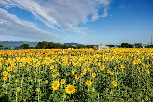 座間ひまわり畑 四ツ谷会場 image