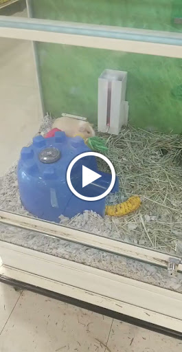 Pet Supply Store «PetSmart», reviews and photos, 3450 N Morrison Rd, Muncie, IN 47304, USA