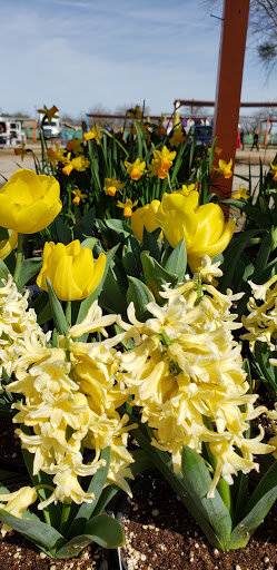 Flea Market «The Mission Market Open Air Market», reviews and photos, 207 W Chavaneaux Rd, San Antonio, TX 78221, USA