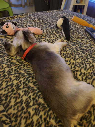 Pet Supply Store «PetSmart», reviews and photos, 1561 N Dysart Rd, Avondale, AZ 85323, USA