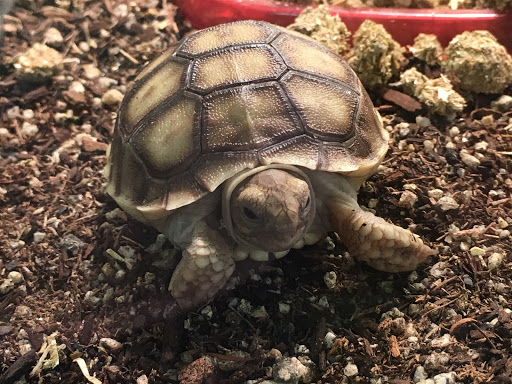 Pet Store «Petfection Exotic Pet Specialist», reviews and photos, 2989 PA-611 Suite 102, Tannersville, PA 18372, USA