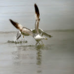 Photo n°26 de l'avis de Guido.a fait le 05/04/2023 à 06:49 sur le  Darsena Sunset Bar à Rimini