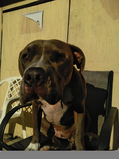 Pet Supply Store «Pet Supermarket», reviews and photos, 2111 N Federal Hwy, Hollywood, FL 33020, USA