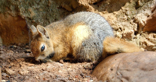 Park «Community Park - Shawnee Park», reviews and photos, 3380 Sherwood Dr, Plano, TX 75074, USA