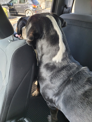 Used Car Dealer «Blaise Alexander Chrysler Dodge Jeep Ram Red Lion», reviews and photos, 2980 Cape Horn Rd, Red Lion, PA 17356, USA