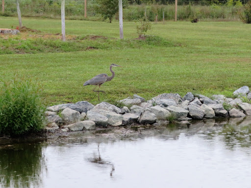 Winery «Good Luck Cellars», reviews and photos, 1025 Goodluck Rd, Kilmarnock, VA 22482, USA