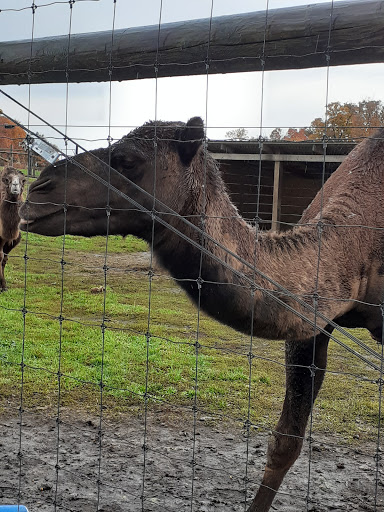 Zoo «Trowbridge Creek Zoo», reviews and photos, 50622 Co Rd 17, Vergas, MN 56587, USA