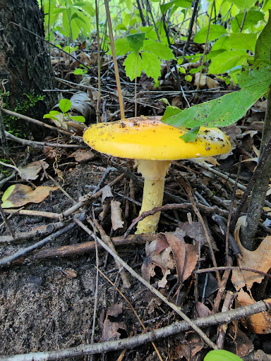 Nature Preserve «Tamarack Nature Center», reviews and photos, 5287 Otter Lake Rd, White Bear Township, MN 55110, USA