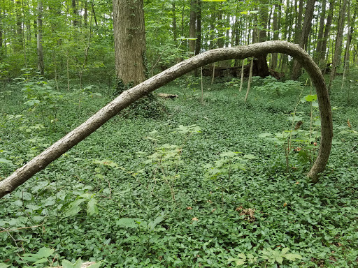Nature Preserve «Meltzer Woods», reviews and photos, 1522 S 600 E, Shelbyville, IN 46176, USA