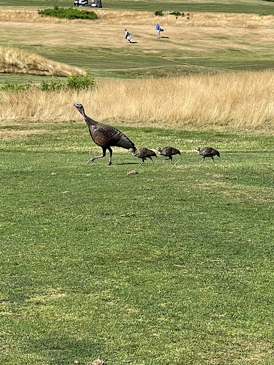 Golf Course «William J. Devine Golf Course at Franklin Park», reviews and photos, 1 Circuit Dr, Dorchester, MA 02121, USA