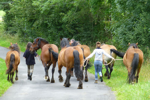 Ecole Attelage Aubrac | Stage et cheval race Auvergne de Nicolas Perrain à Cantoin