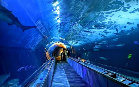 Aquarium of the Bay image