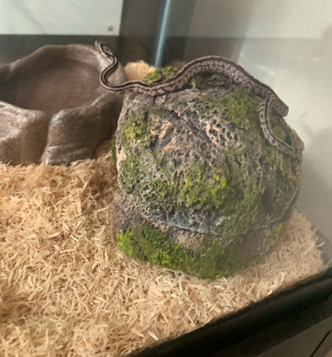 Reptile Store «Reptile Pets Direct», reviews and photos, 8088 Pat Booker Rd, Live Oak, TX 78233, USA