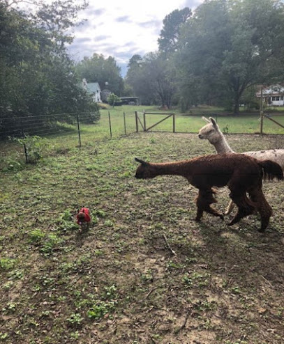 Minro Acres Alpaca - Reservation is required. Thank you!