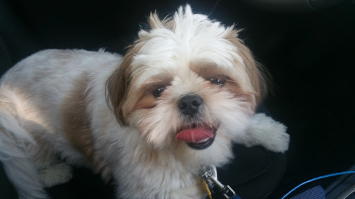 Pet Supply Store «PetSmart», reviews and photos, 13927 New Halls Ferry Road, Florissant, MO 63033, USA