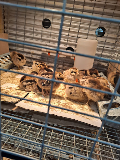 Hardware Store «Buchheit of House Springs», reviews and photos, 4550 Gravois Rd, House Springs, MO 63051, USA