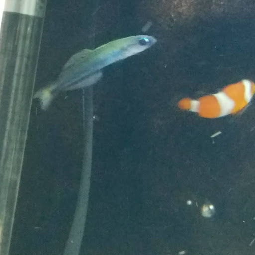 Pet Store «Creative Aquariums of Tampa», reviews and photos, 150 S Dale