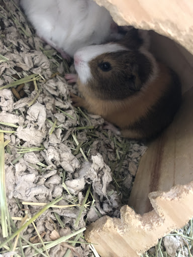 Pet Supply Store «Choice Pet - Danbury», reviews and photos, 67 Newtown Rd, Danbury, CT 06810, USA