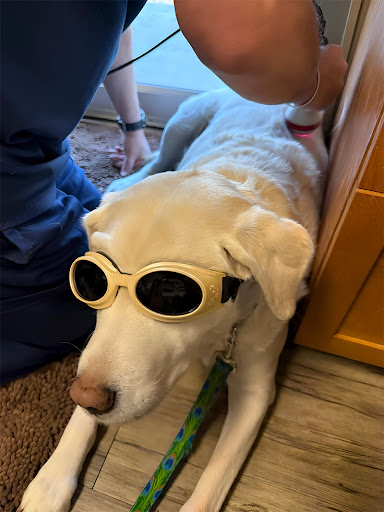 Grand Avenue Veterinary Hospital image