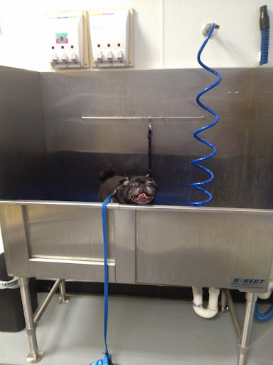 Pet Store «Dog Wash Etc», reviews and photos, 1037 Forest Ave, Portland, ME 04103, USA