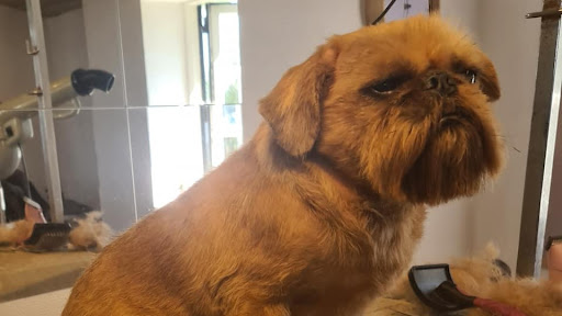Vivians Hundesalon - Guldborg in Guldborg, Guldborgsund