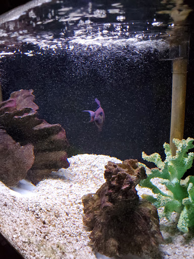 Tropical Fish Store «Marine Oasis», reviews and photos, 5340 W Ridge Rd, Spencerport, NY 14559, USA