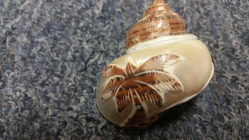 Gift Shop «The Shell Store», reviews and photos, 8211 Ulmerton Rd, Largo, FL 33771, USA