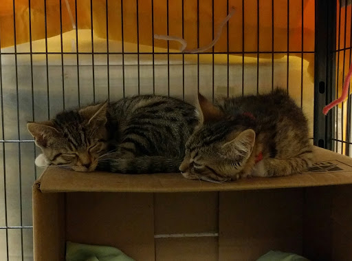 Pet Supply Store «PetSmart», reviews and photos, 4004 US-130, Delran, NJ 08075, USA